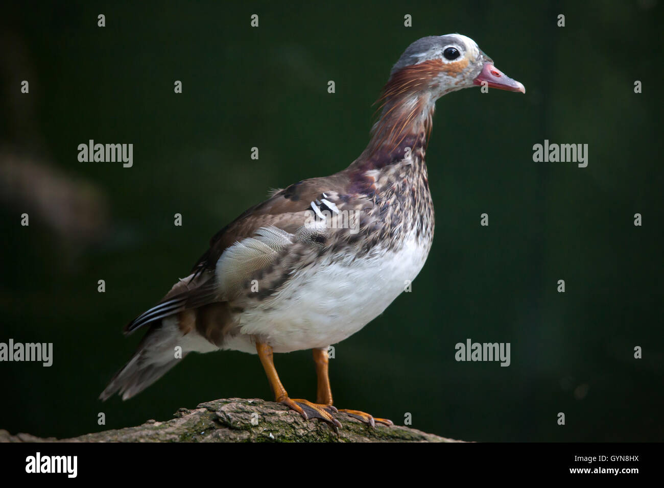 Mandarin duck (Aix galericulata). Juvenile male duck. Wildlife animal