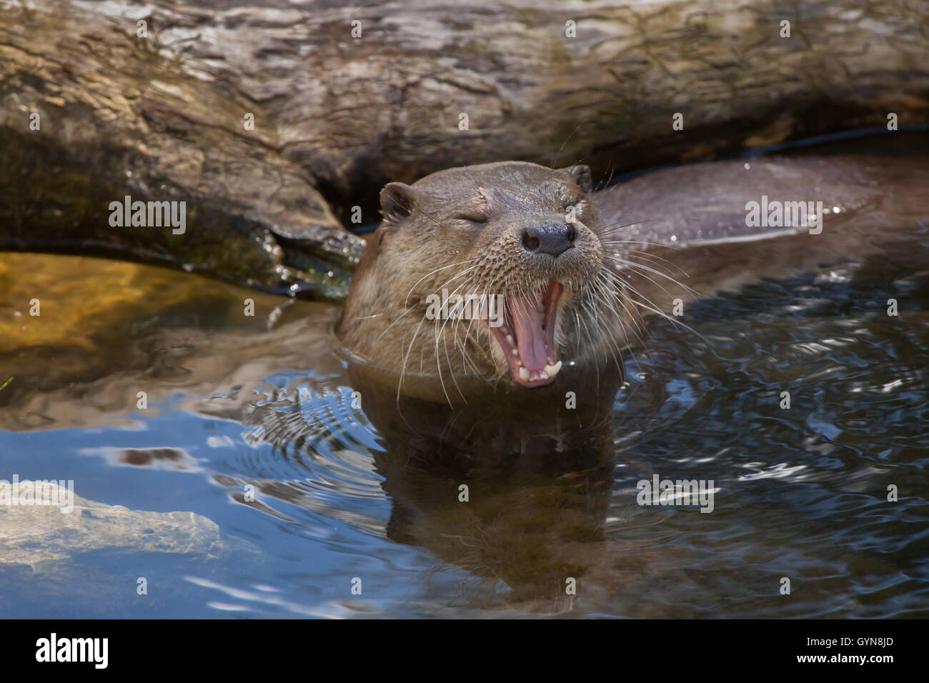 Eurasian otter (Lutra lutra lutra), also known as the common otter. Wildlife animal. Stock Photo