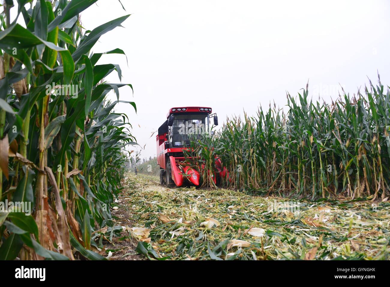 Liaocheng, Liaocheng, China. 19th Sep, 2016. Liaocheng, CHINA-September 18 2016:?(EDITORIAL?USE?ONLY.?CHINA?OUT) .Farmers harvest corn in Chiping County, Liaocheng, east ChinaÂ¡Â¯s Shandong Province, on September 18, 2016. As the harvest season comes, local farmers are busy in the fields. © SIPA Asia/ZUMA Wire/Alamy Live News Stock Photo