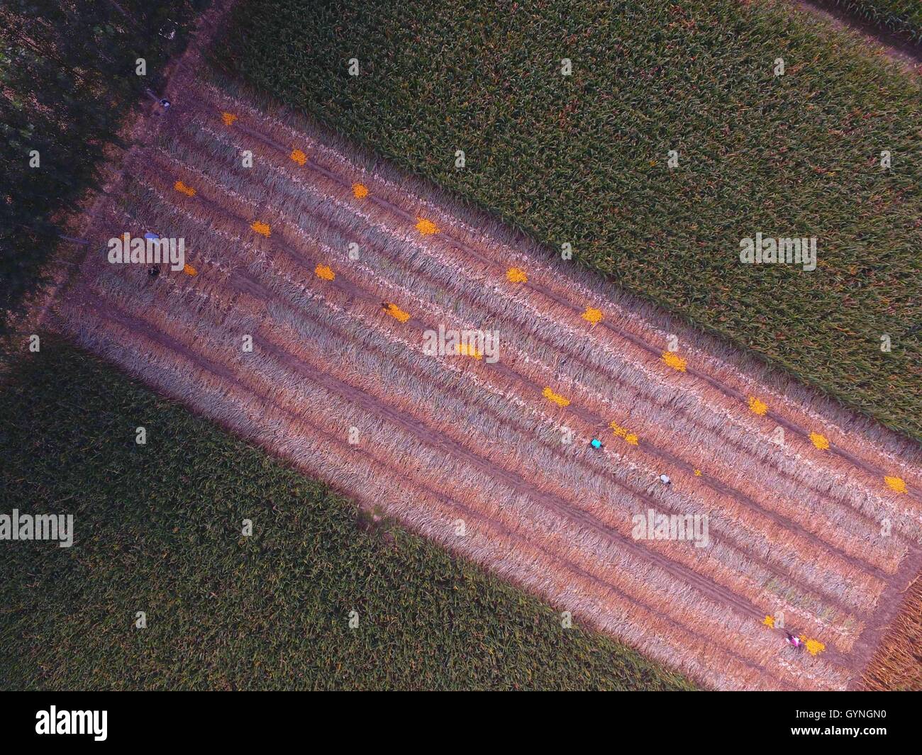 Liaocheng, Liaocheng, China. 19th Sep, 2016. Liaocheng, CHINA-September 18 2016: (EDITORIAL USE ONLY. CHINA OUT) Aerial shot of corn fields in Chiping County, Liaocheng, east ChinaÂ¡Â¯s Shandong Province, on September 18, 2016. As the harvest season comes, local farmers are busy in the fields. © SIPA Asia/ZUMA Wire/Alamy Live News Stock Photo