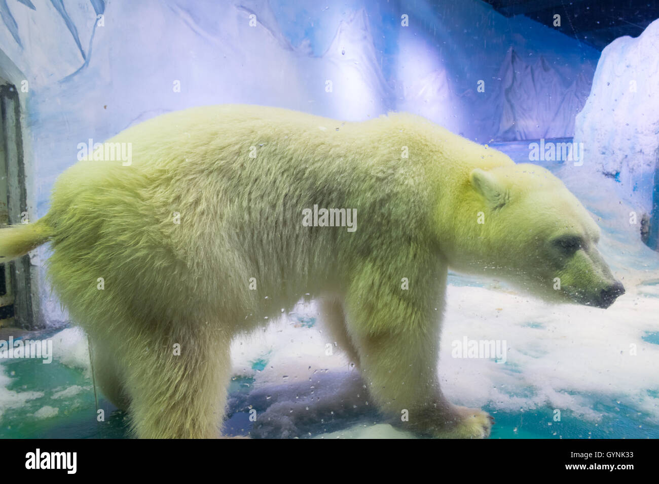 Saddest polar bear in the world, named Pizza, living in his small enclosure at Grandview Mall in Guangzhou, China Stock Photo - Alamy Saddest polar bear in the world, named Pizza, living in his small enclosure at Grandview Mall in Guangzhou, China Stock Photo - Alamy