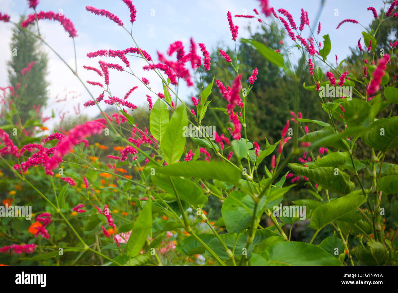Purple Flowers in the Garden Stock Photo - Alamy