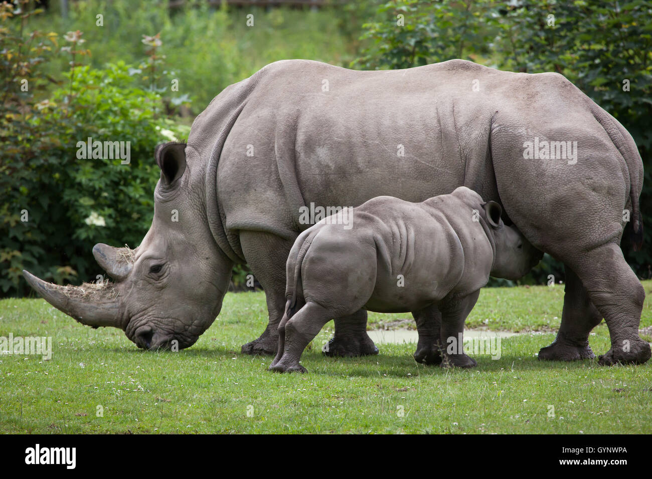 Southern white rhinoceros (Ceratotherium simum simum). Female rhino ...