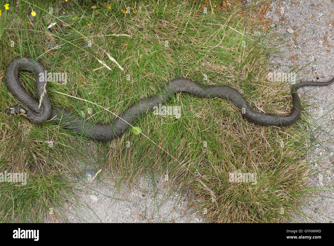 Grass snake (Natrix natrix), also known as the water snake. Wildlife animal. Stock Photo