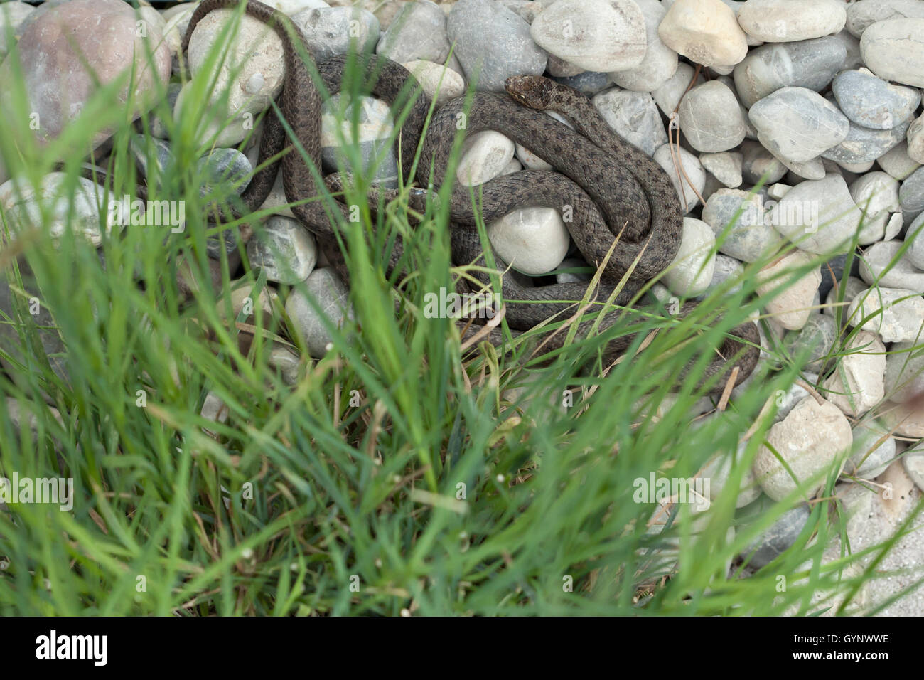 Smooth snake (Coronella austriaca). Wildlife animal. Stock Photo