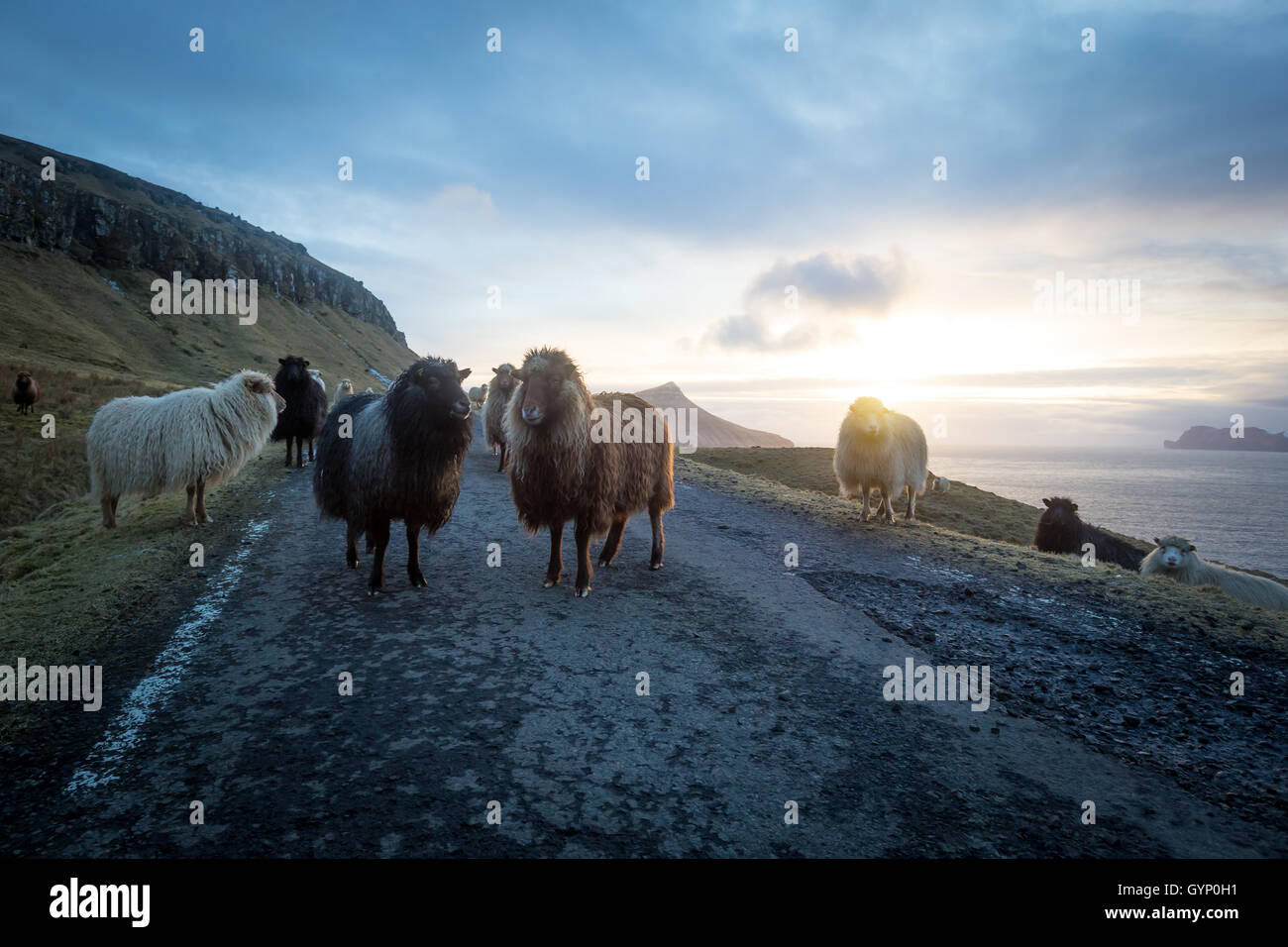 Sheep at sunset on the west coast of Streymoy island. Faroe islands Stock Photo