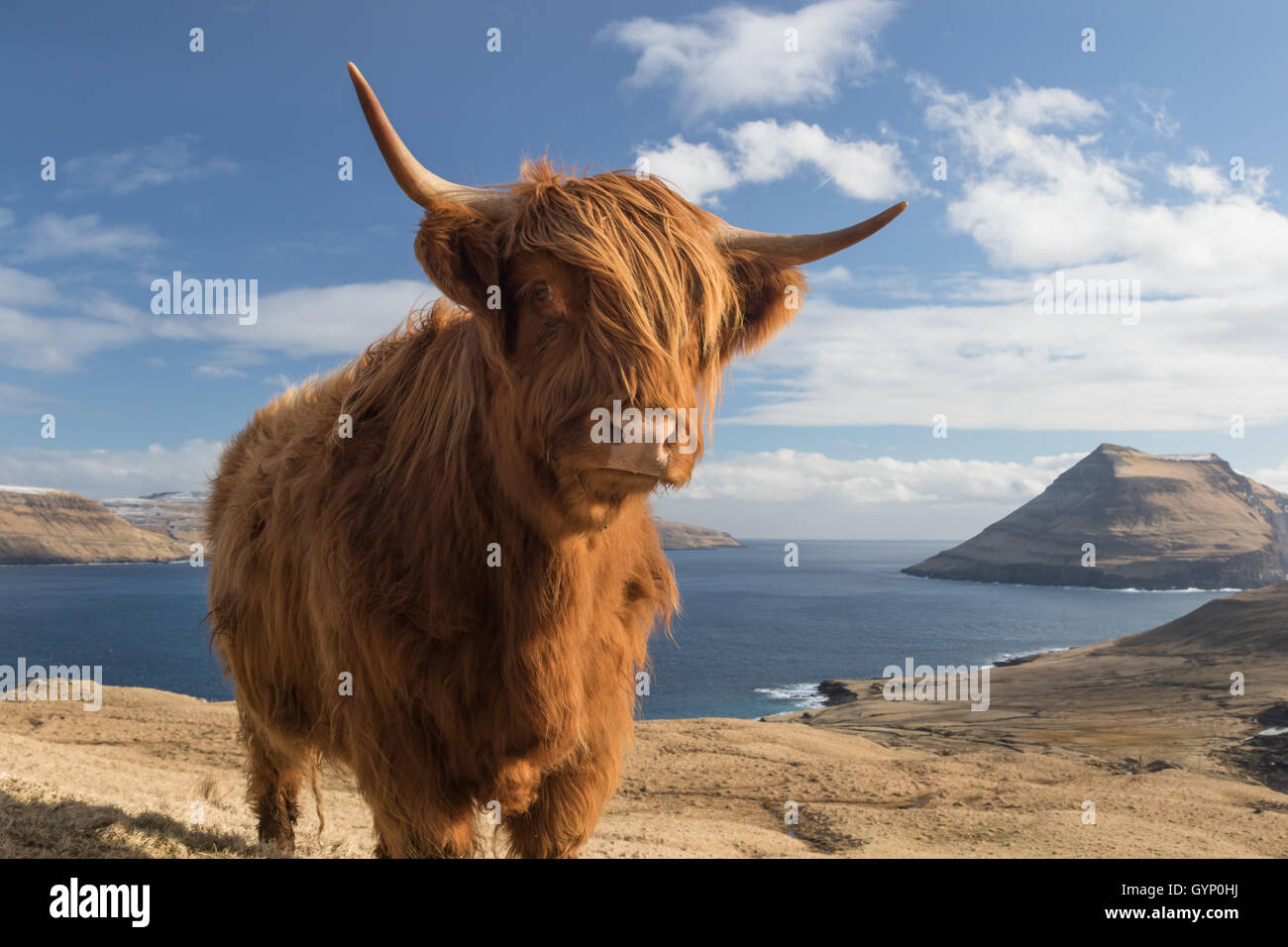 Highland cow in Koltur island. Faroe islands Stock Photo