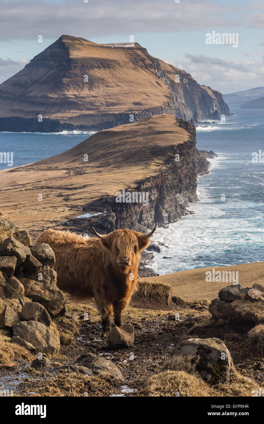 Highland cow in Koltur island. Faroe islands Stock Photo