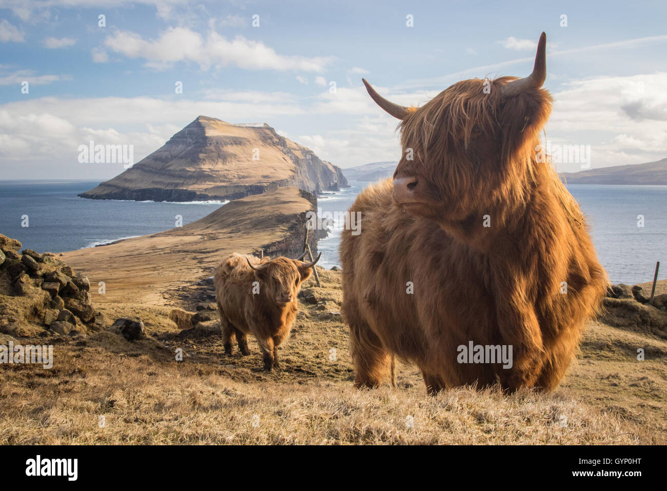 Highland cows in Koltur island. Faroe islands Stock Photo