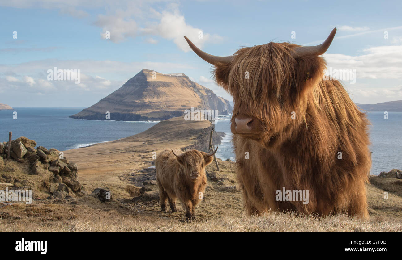 Highland cows in the island of Koltur. Faroe Islands Stock Photo