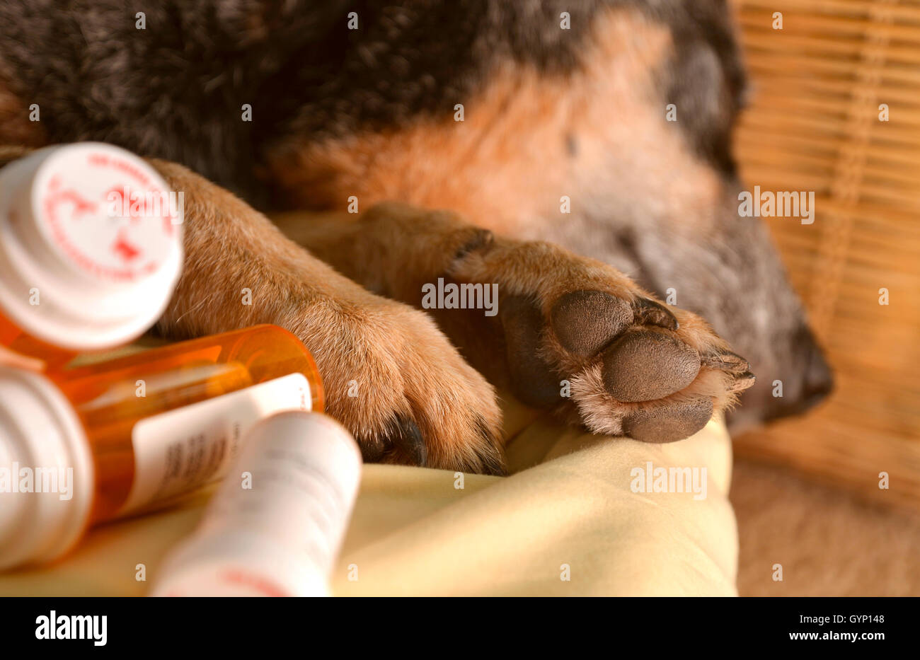 Spayed female dog hires stock photography and images Alamy
