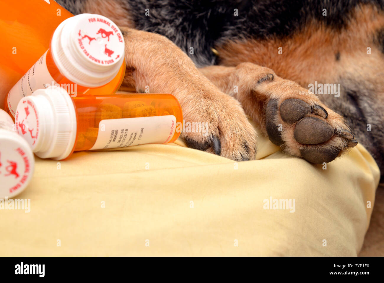 A 9yearold female, spayed, deaf, Australian Cattle Dog recuperates
