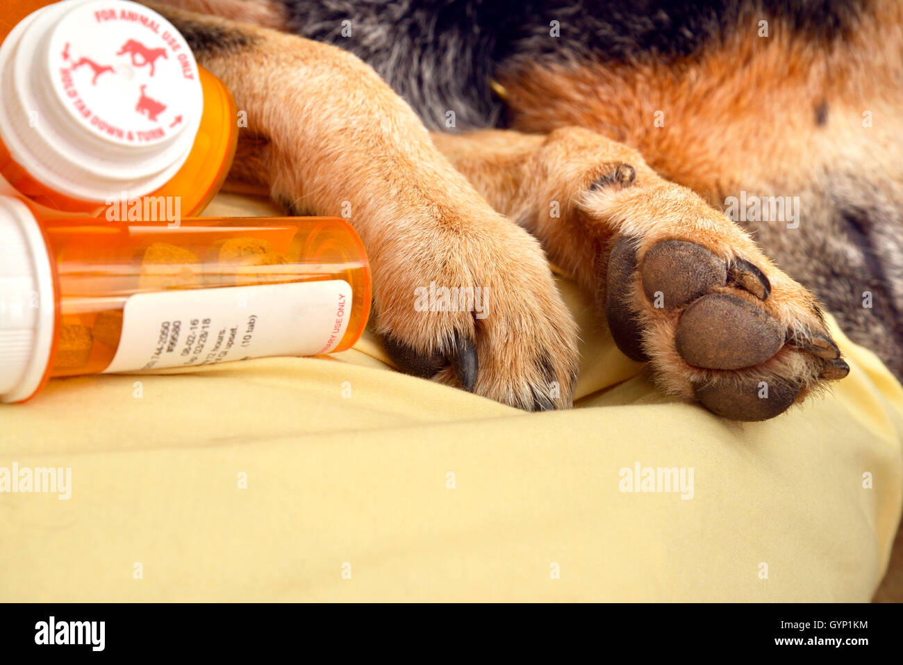 Spayed female dog hires stock photography and images Alamy