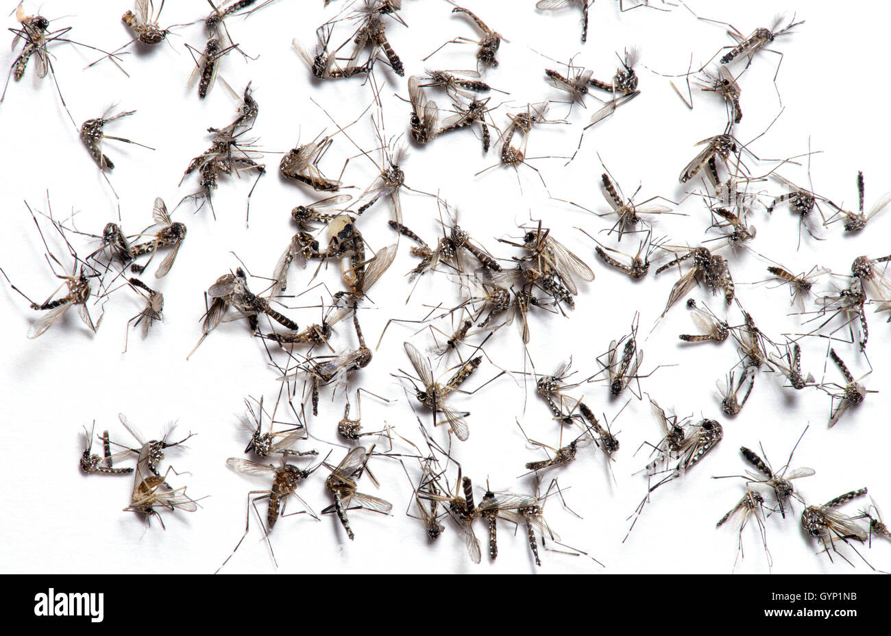 Aedes aegypti, Anopheles quadrimaculatus, (common malaria mosquito), harvested in the Sonoran Desert, Tucson, Arizona, USA. Stock Photo