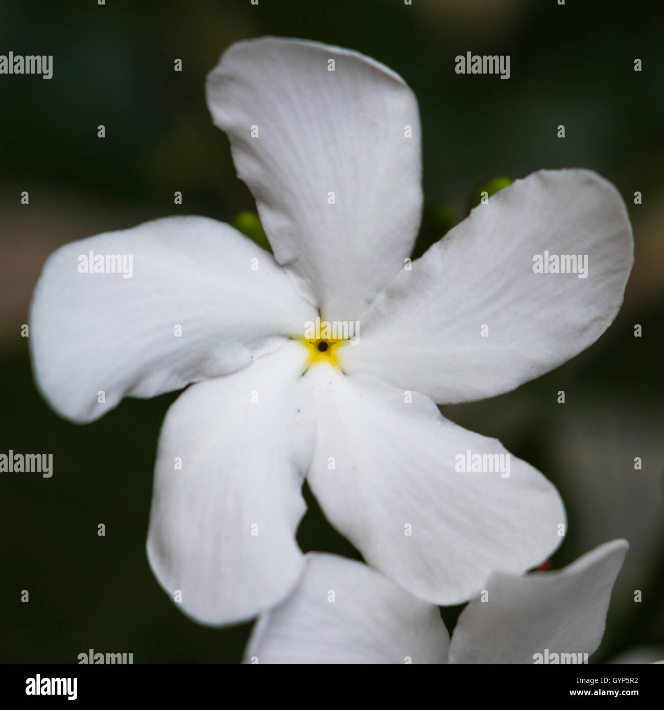 My Image 3