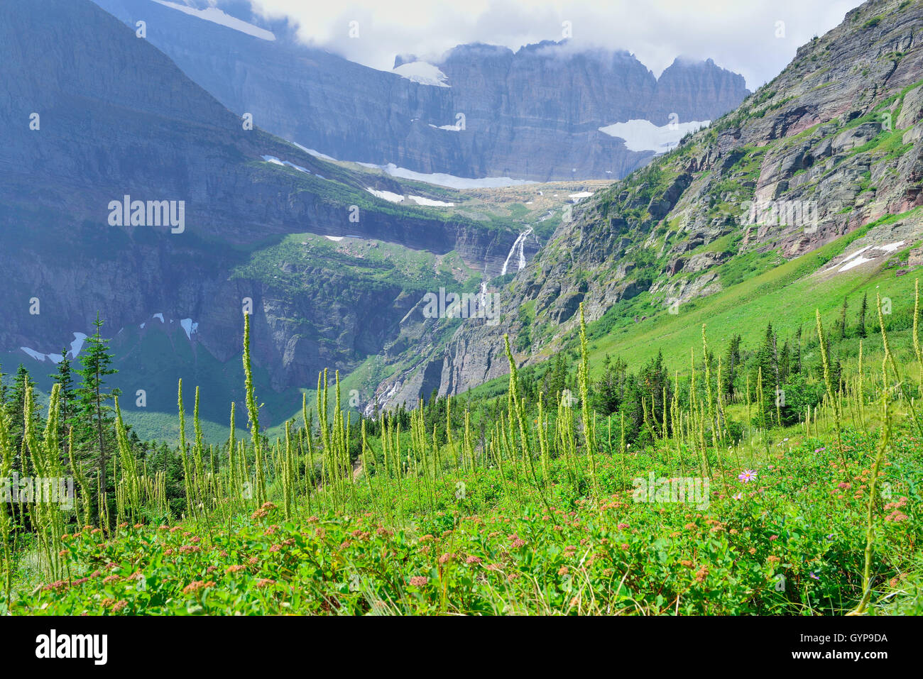 wild flowers in High alpine landscape on the Grinnell Glacier trail in ...