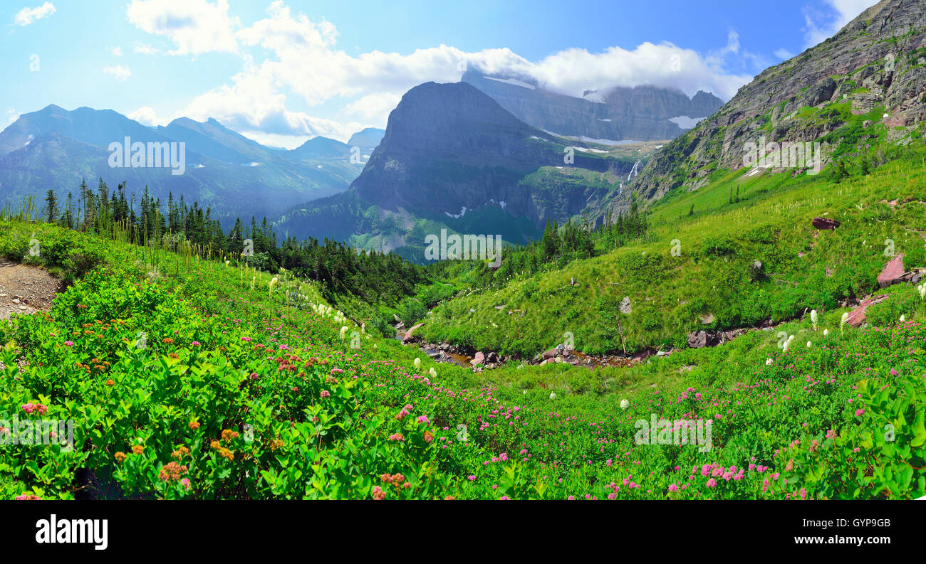 wild flowers in panoramic High alpine landscape on the Grinnell Glacier ...