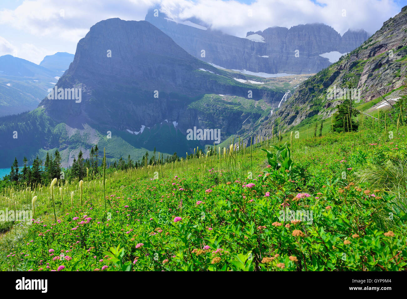 wild flowers on high alpine landscape on the Grinnell Glacier trail in ...