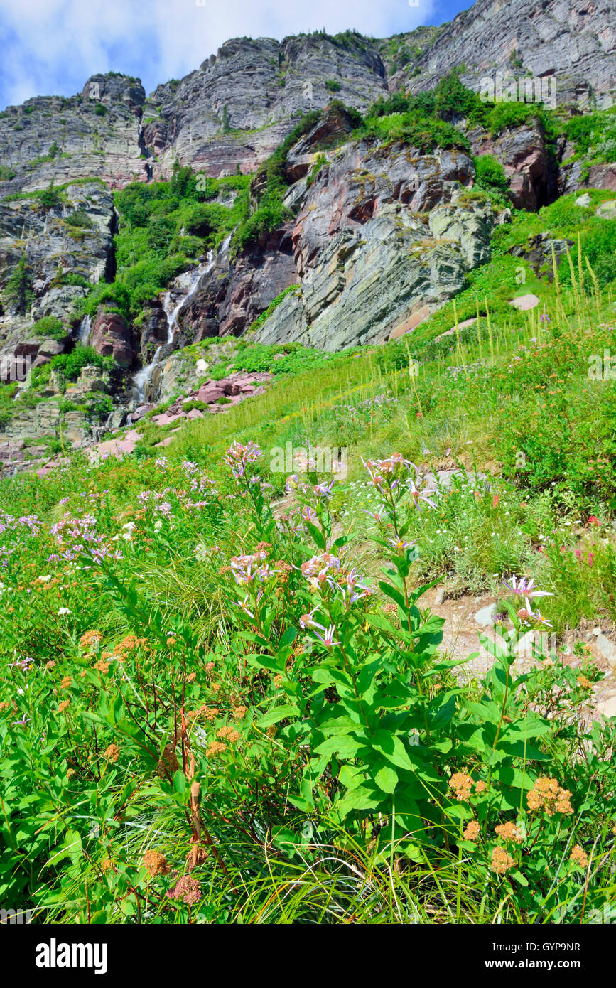 wild flowers and high alpine landscape of the Grinnell Glacier trail in ...