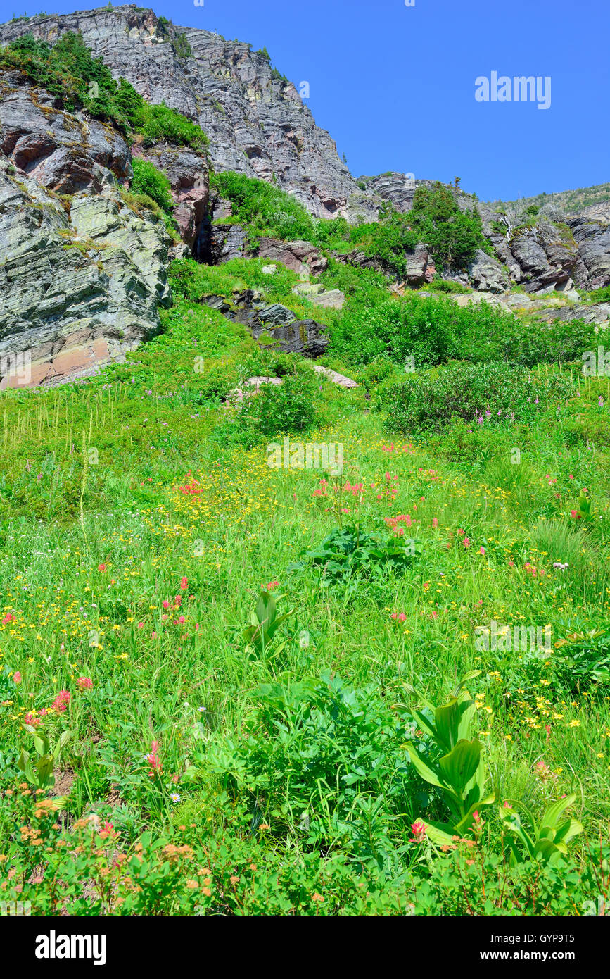 wild flowers and high alpine landscape of the Grinnell Glacier trail in ...