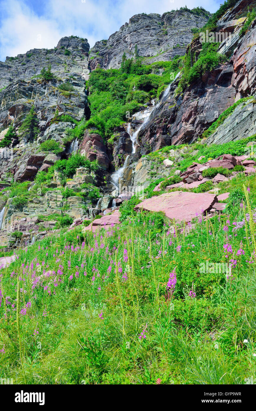 wild flowers and high alpine landscape of the Grinnell Glacier trail in ...