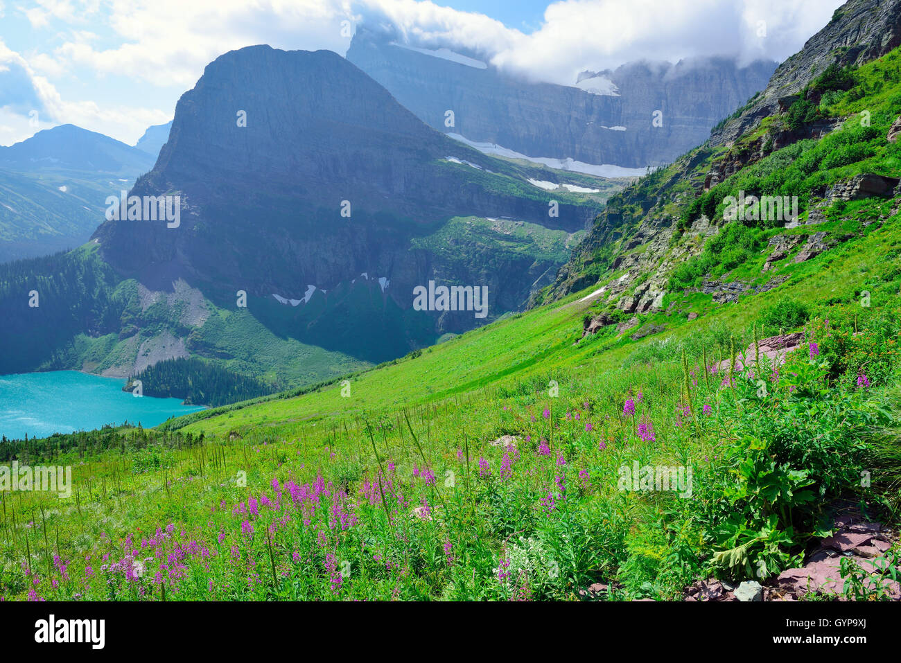 wild flowers and high alpine landscape of the Grinnell Glacier trail in ...