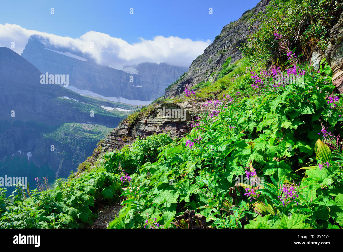 wild flowers and high alpine landscape of the Grinnell Glacier trail in ...