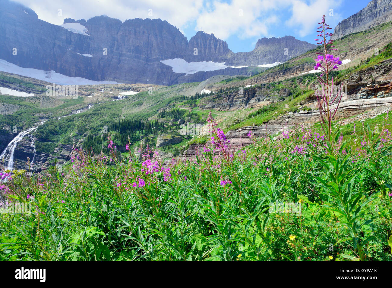 wild flowers and high alpine landscape of the Grinnell Glacier trail in ...