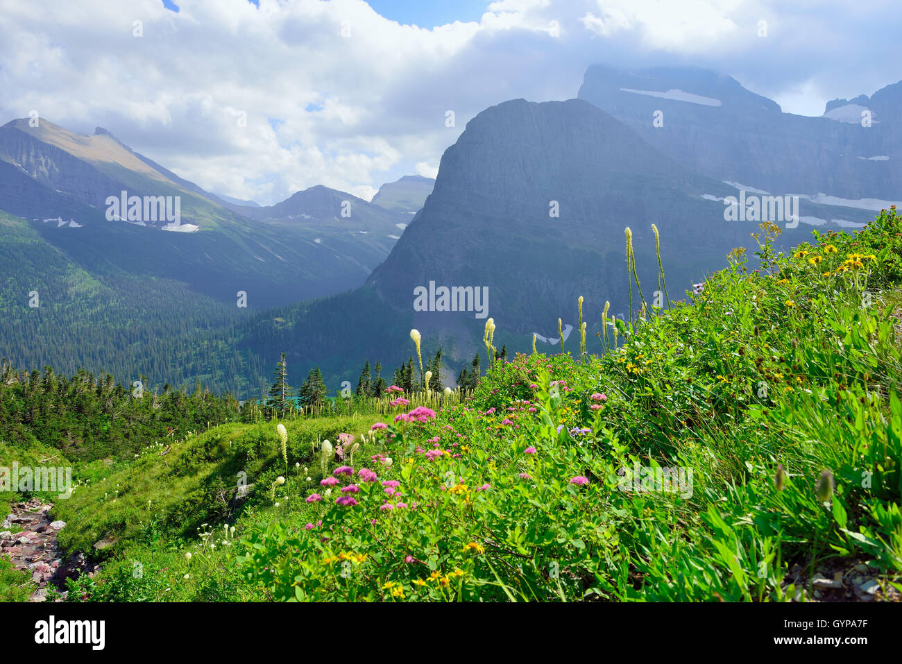 wild flowers and high alpine landscape of the Grinnell Glacier trail in ...