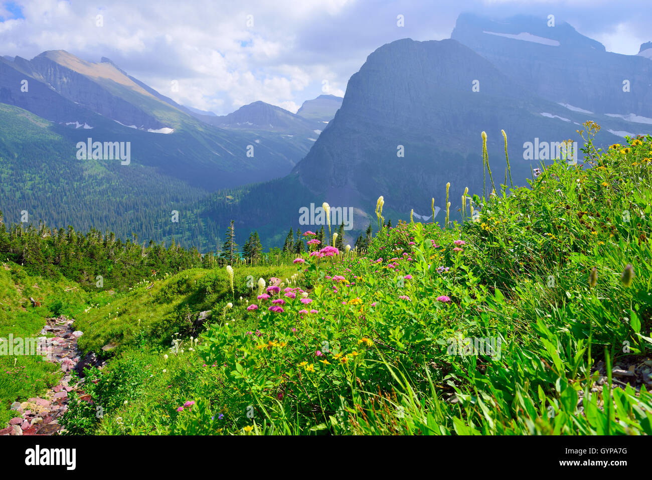 wild flowers and high alpine landscape of the Grinnell Glacier trail in ...