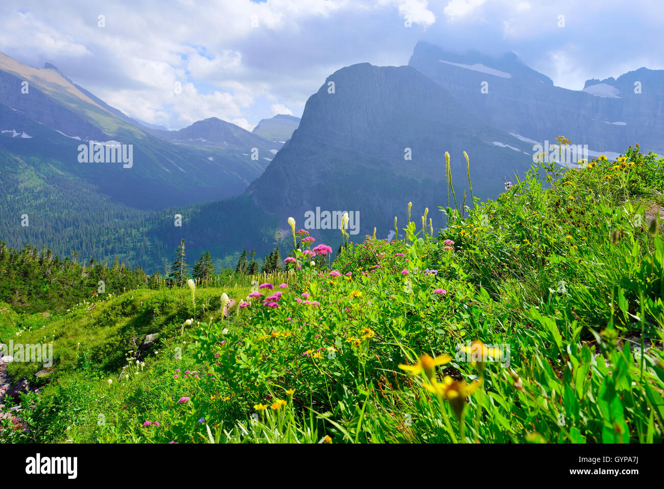 wild flowers and high alpine landscape of the Grinnell Glacier trail in ...