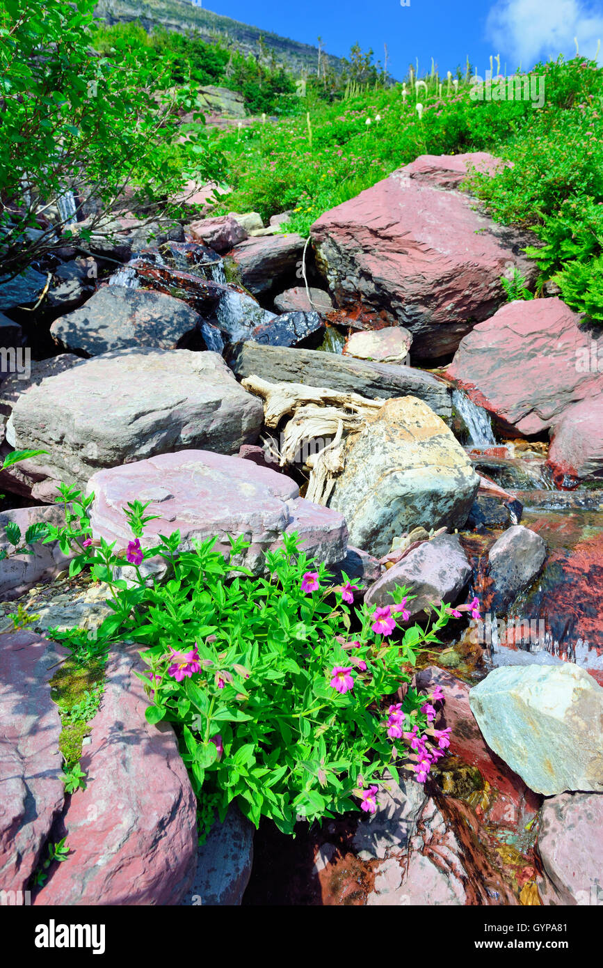 Grinnell glacier flowers hi-res stock photography and images - Alamy