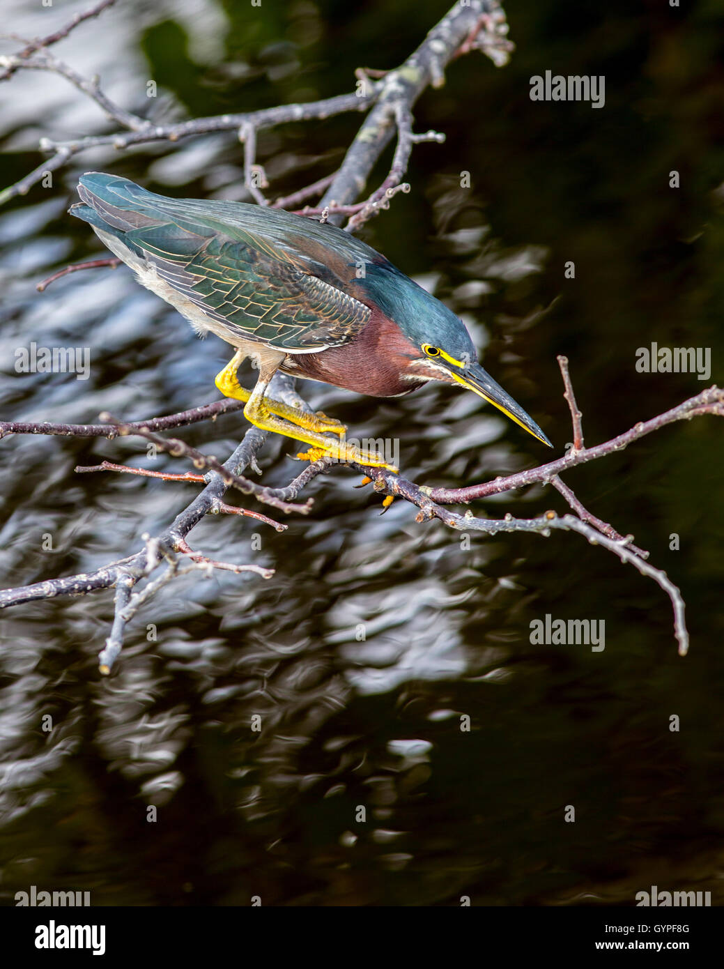 A Green Heron suspended on a branch above ripply water for fishing shows off its jewel toned feathers against the water. Stock Photo