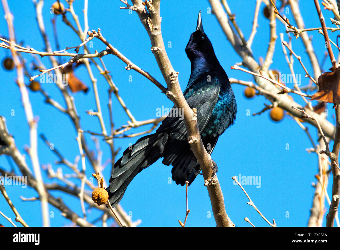 The ever iridescent and ubiquitous black bird called the Boattailed
