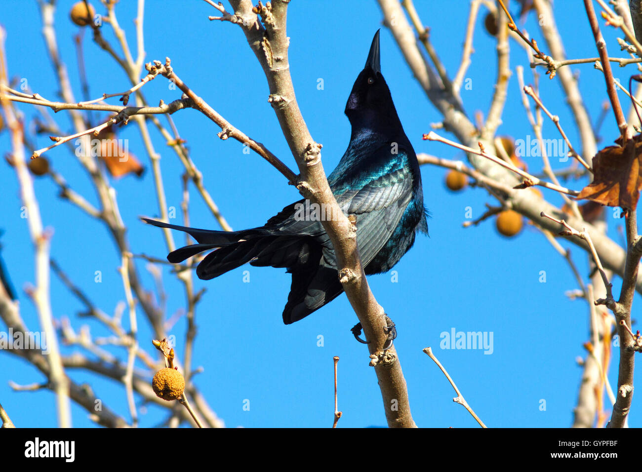 The ever iridescent and ubiquitous black bird called the Boat-tailed ...