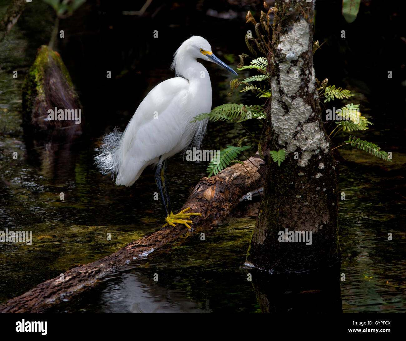 A Snowy Egret caught in light filtering through the canopy of Florida's Big Cypress Swamp stands elegantly on a fallen limb. Stock Photo