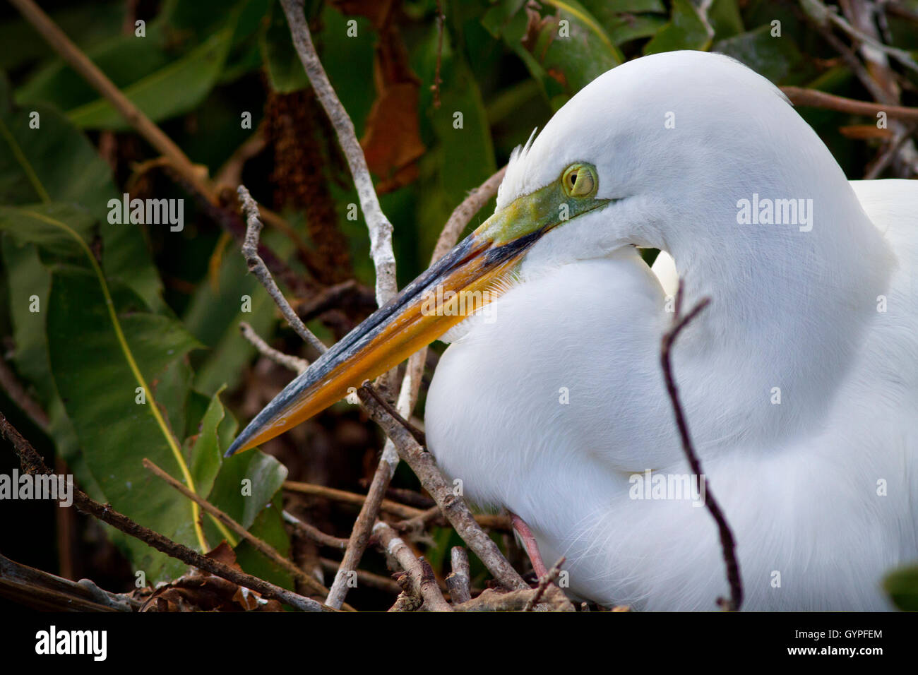 Detail of the eyelid closing, lower lid going up, on a sleepy White Egret sitting on its nest incubating eggs. Stock Photo