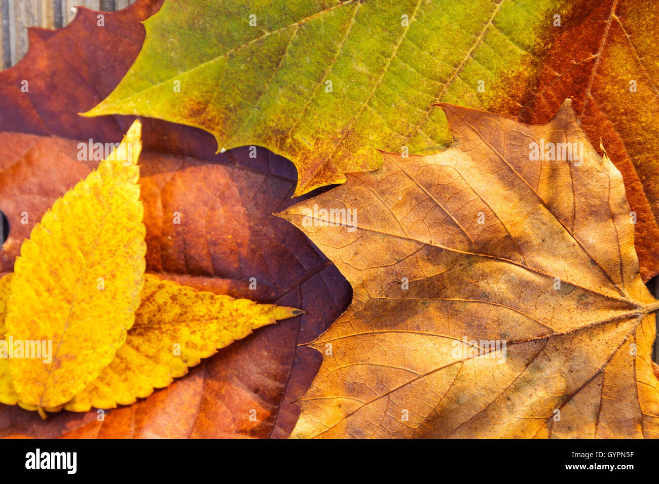 Brown red maple leaves hi-res stock photography and images - Alamy