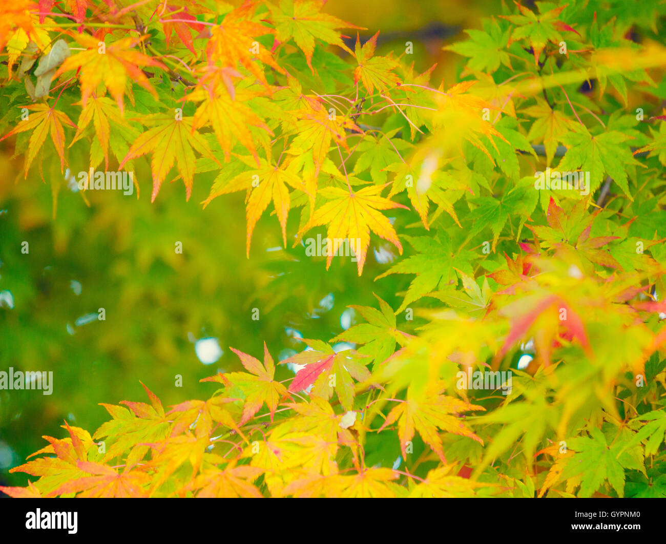 Red autumn leaves fall foliage hi-res stock photography and images - Alamy