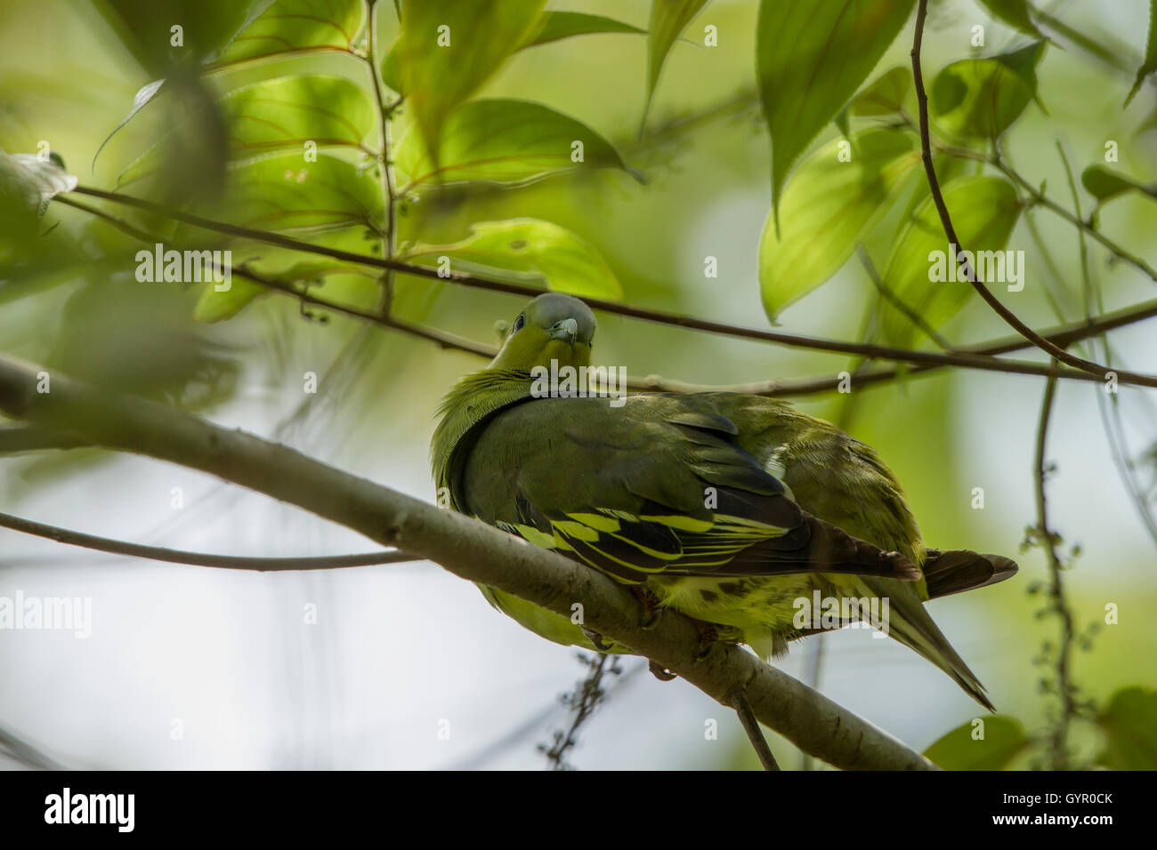 The pompadour green pigeon is a pigeon complex in the genus Treron. It is widespread in forests of southern and southeast Asia. Stock Photo