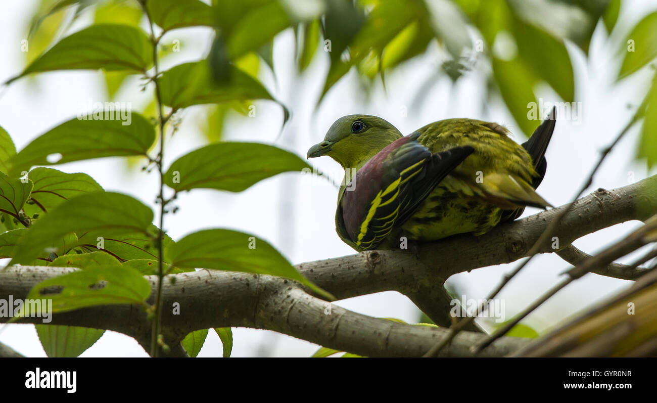 The pompadour green pigeon is a pigeon complex in the genus Treron. It is widespread in forests of southern and southeast Asia. Stock Photo