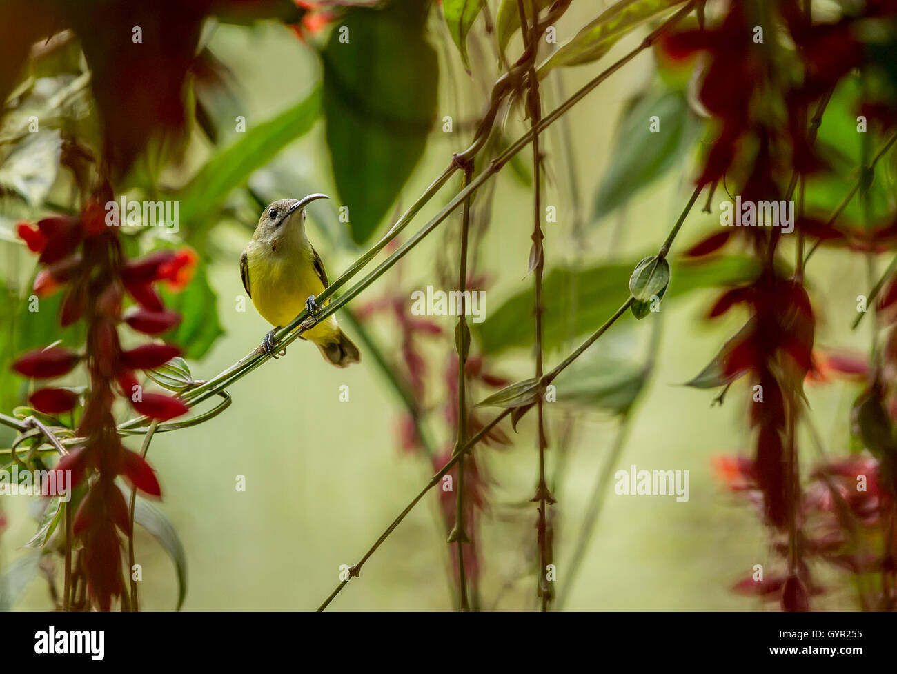 Flying sunbird in thunbergia mysorensis flower Stock Photo