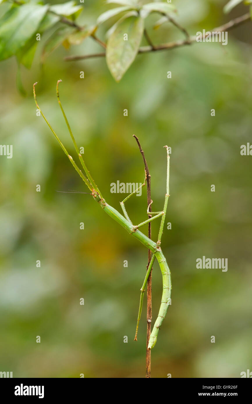 Spanish Walking Stick insect species Leptynia hispanica in high definition with extreme focus and DOF (depth of field) Stock Photo