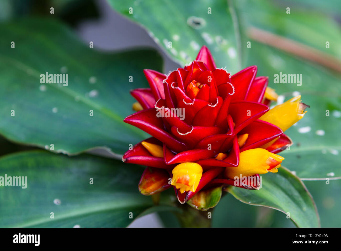 close up of a wild red ginger in the Costa Rican rain forest with small yellow blooms Stock Photo
