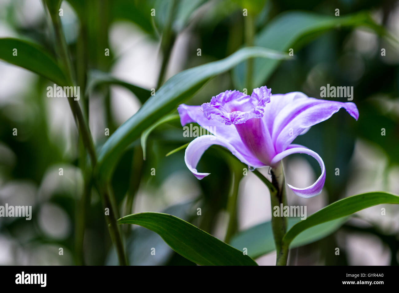 purple orchid with green foliage in the background, photo taken in San Carlos Costa Rica Stock Photo