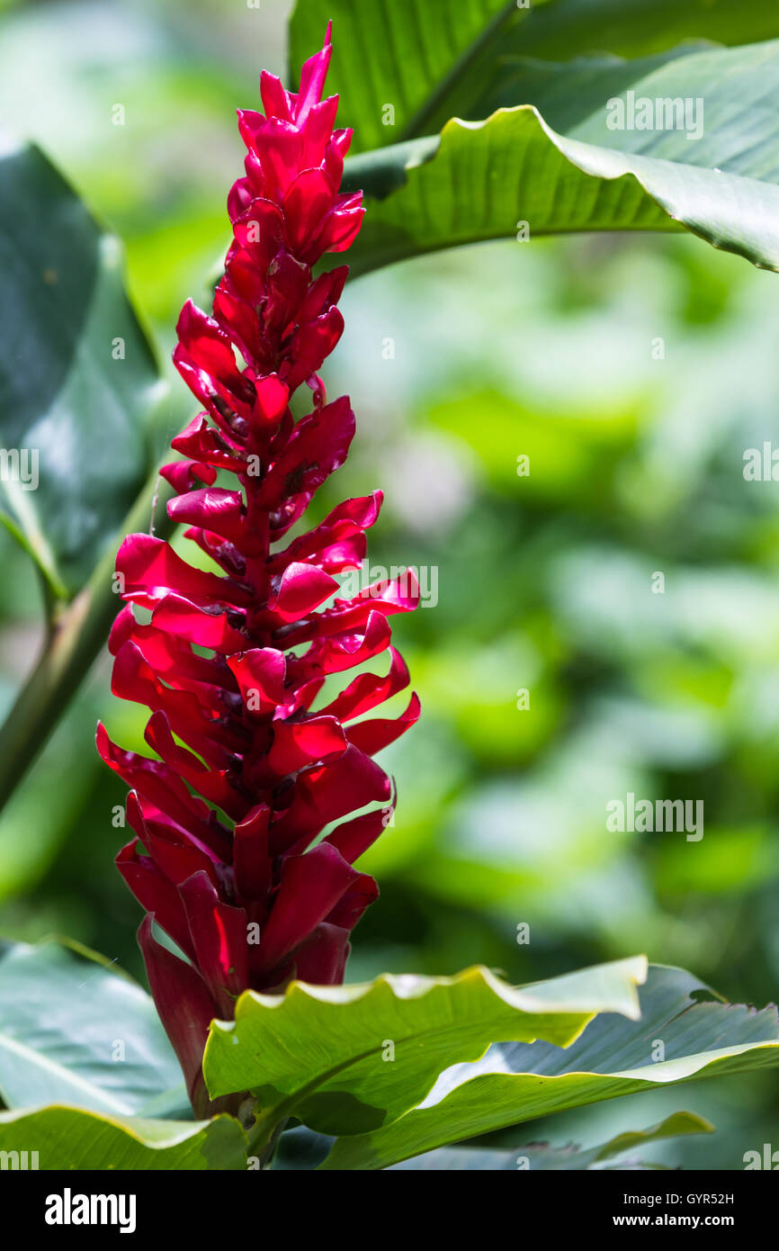 close up of a wild red ginger in the Costa Rican rain forest surrounded by green foliage Stock Photo