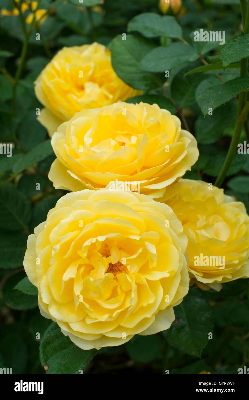 Rosa 'Golden Celebration', compact shrub rose. Stock Photo
