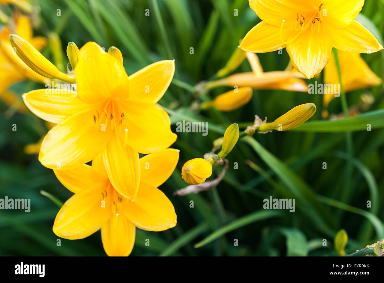 Yellow daylilies ( Hemerocallis middendofii ) blooming in a garden