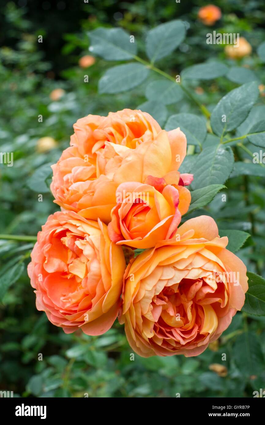 LADY OF SHALOTT, English Rose - bred by David Austin Shrub Rose Stock Photo