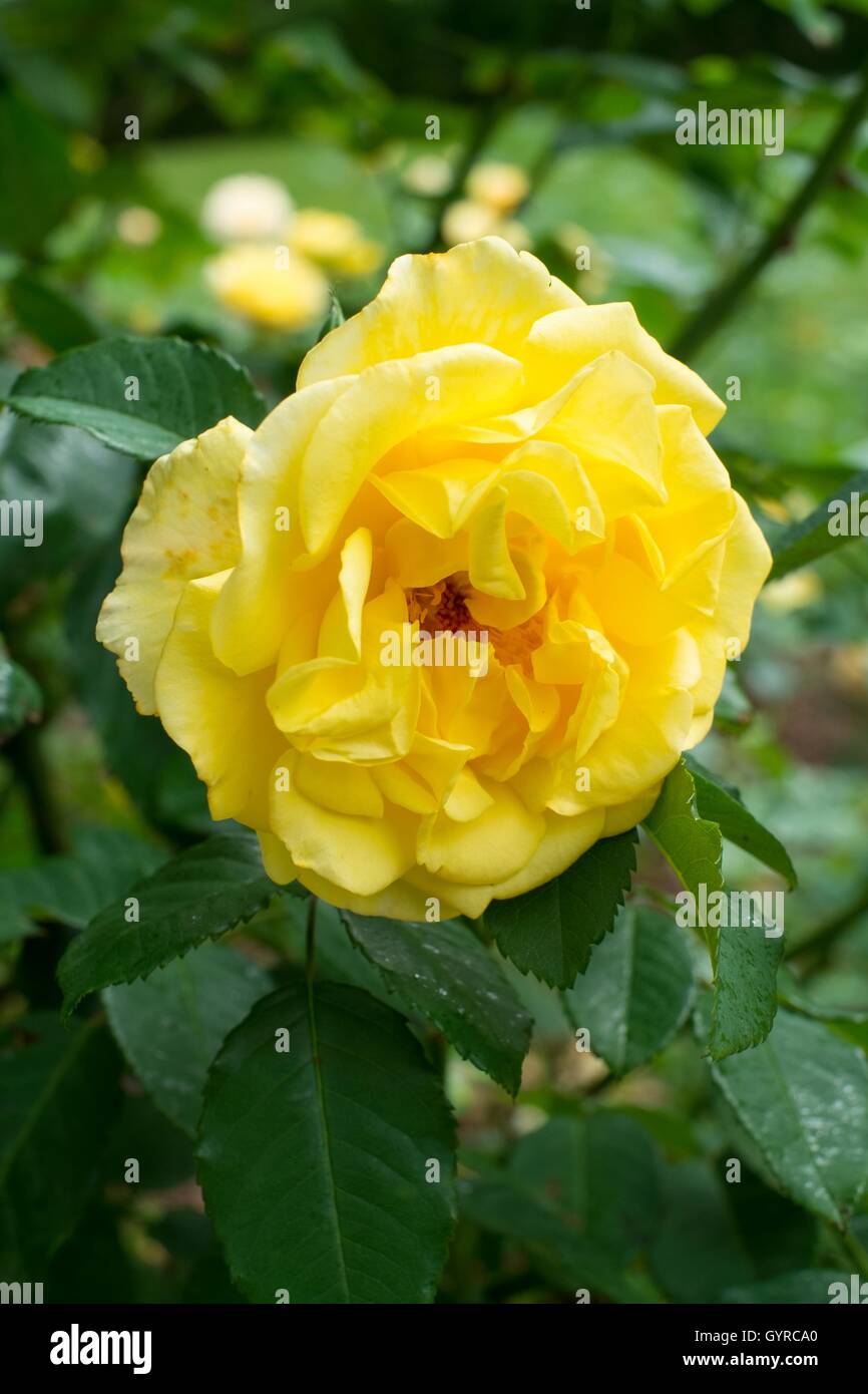 Rose, 'Elina'. Hybrid Tea Rose. Stock Photo